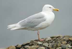 Цахлай (Мөсний цахлай)